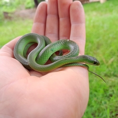 Philothamnus hoplogaster