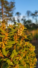 Lyonia ferruginea