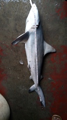 Carcharhinus limbatus