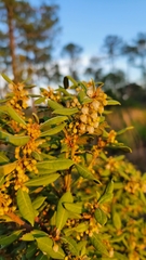 Lyonia ferruginea