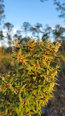 Lyonia ferruginea