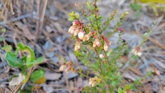 Vaccinium myrsinites