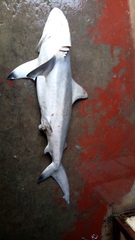 Carcharhinus limbatus