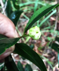 Glochidion ferdinandi