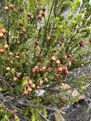 Erica glomiflora