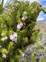 Erica glomiflora