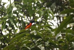 Pericrocotus flammeus