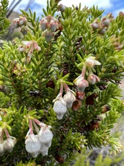 Erica glomiflora