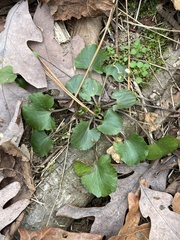 Ranunculus abortivus