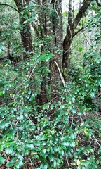 Glochidion ferdinandi