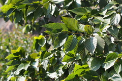 Alnus sieboldiana