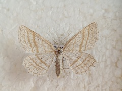 Perconia strigillaria