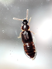 Omaliinae