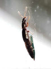Omaliinae