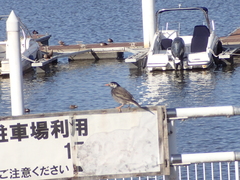 Spodiopsar cineraceus