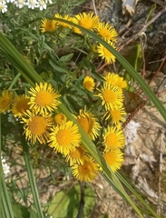 Pentanema britannica