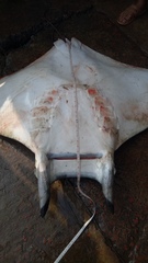 Mobula mobular