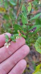 Vaccinium myrsinites