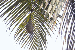 Ploceus philippinus