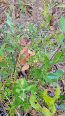 Vaccinium myrsinites