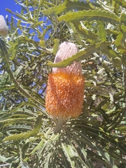 Banksia prionotes
