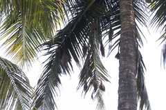 Ploceus philippinus