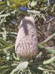 Banksia prionotes