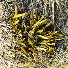 Carmichaelia corrugata