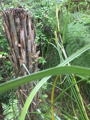 Phyllocladus trichomanoides