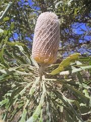 Banksia prionotes