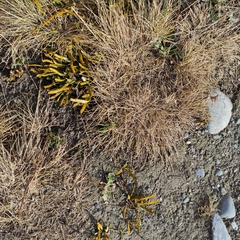 Carmichaelia corrugata