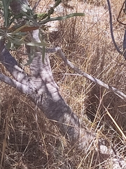 Banksia prionotes