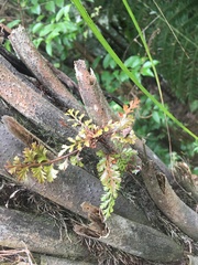 Phyllocladus trichomanoides