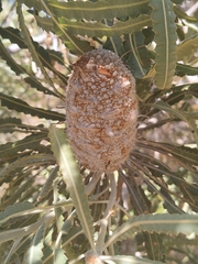 Banksia prionotes
