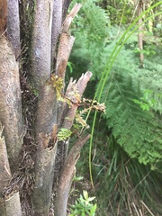 Phyllocladus trichomanoides