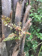 Phyllocladus trichomanoides