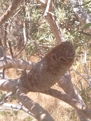 Banksia prionotes