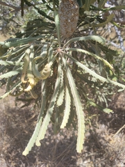 Banksia prionotes