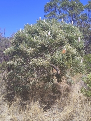 Banksia prionotes