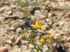 Genista triacanthos