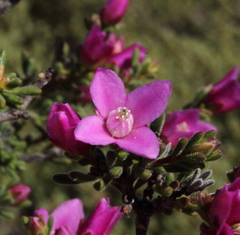 Boronia capitata capitata