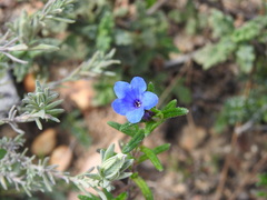 Glandora prostrata lusitanica