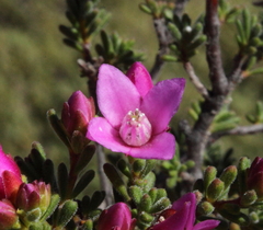 Boronia capitata capitata