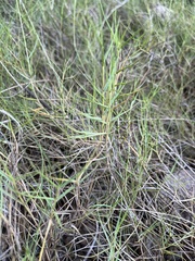 Casuarina cunninghamiana