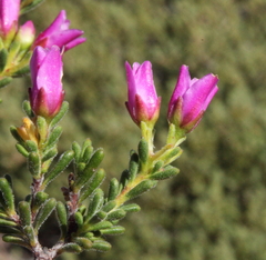 Boronia capitata capitata