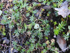 Soliva stolonifera