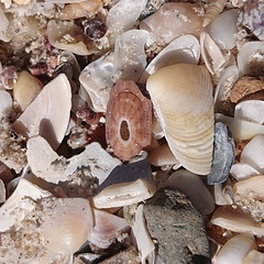 Amblychilepas oblonga