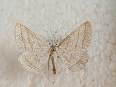 Perconia strigillaria