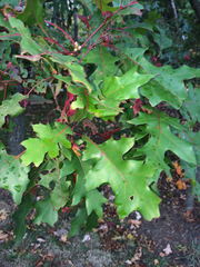 Quercus
