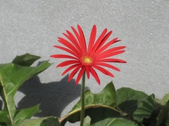 Gerbera jamesonii